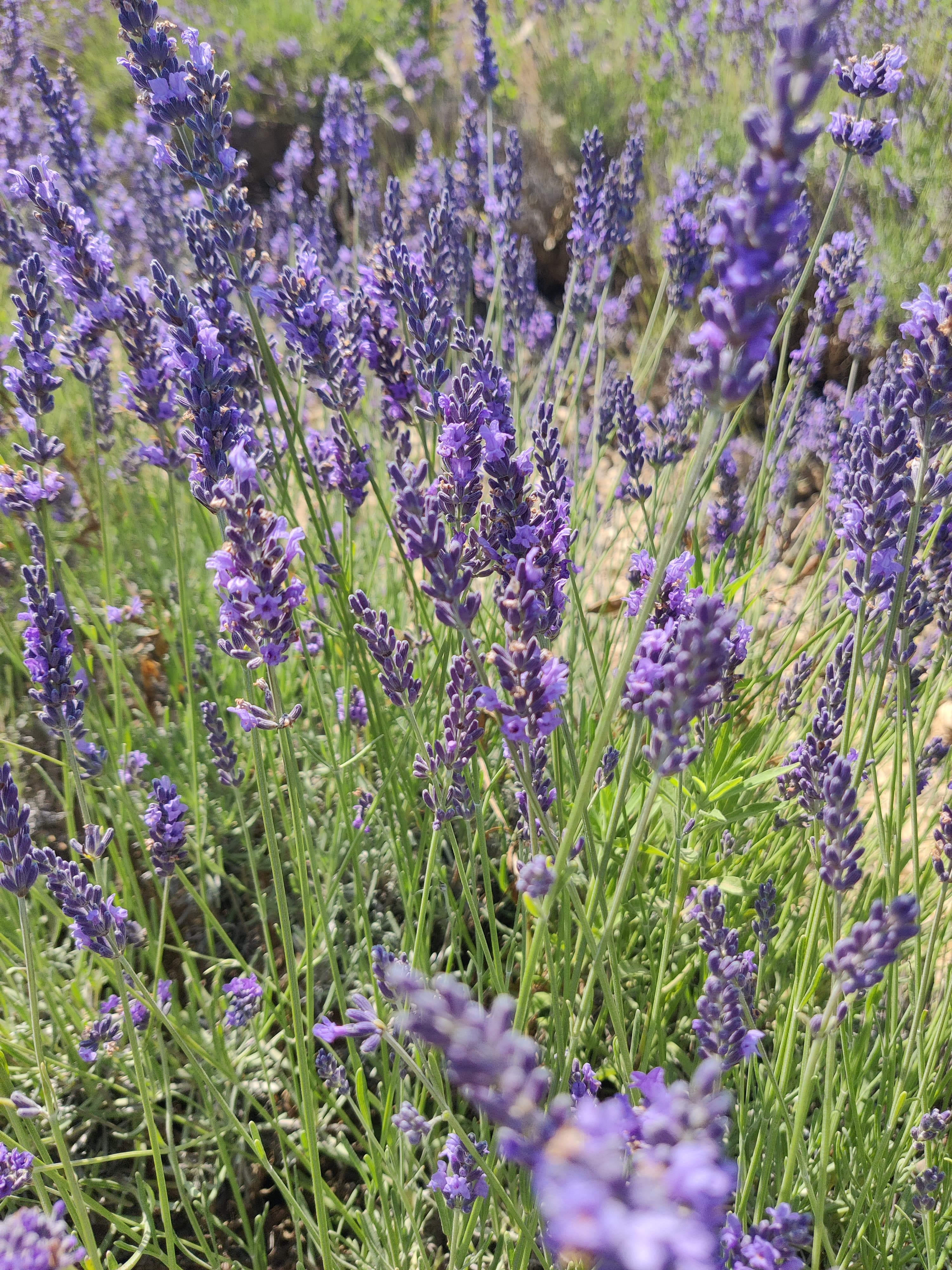 Brins de lavande séchés et miel de lavande